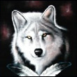 Amber-Wolf